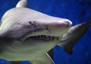 Shark Tank for Scientists: NIH’s SBIR/STTR Grants